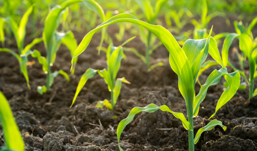 vegetaux-agricols-1536x904_2